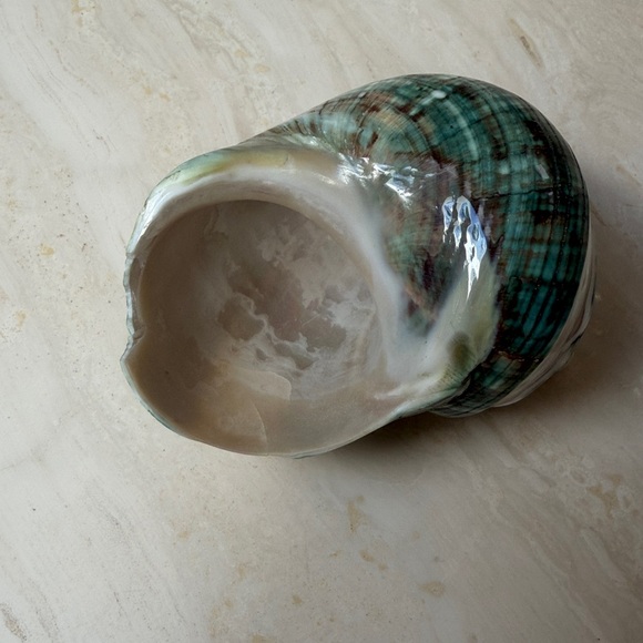 Medium Size Shells Not Found In Typical Souveneir Packs - Picture 3 of 16